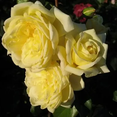 Саженцы роз КАЗИНО плетистая  Саженцы роз КАЗИНО плетистая в Набережных Челнах