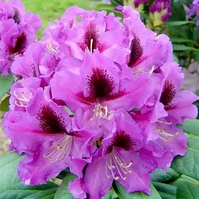 Рододендрон РАСПУТИН в Набережных Челнах