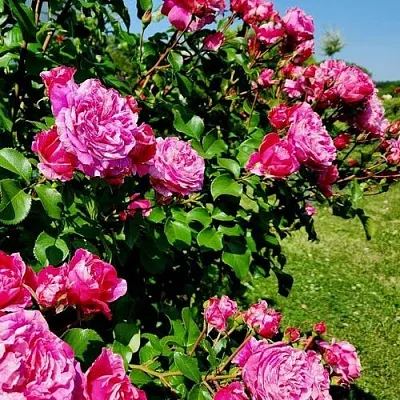 Саженцы роз ИНЕС САСТР плетистая  Саженцы роз ИНЕС САСТР плетистая в Набережных Челнах