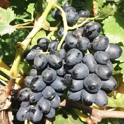 Виноград КИШМИШ АТТИКА  Виноград КИШМИШ АТТИКА в Набережных Челнах