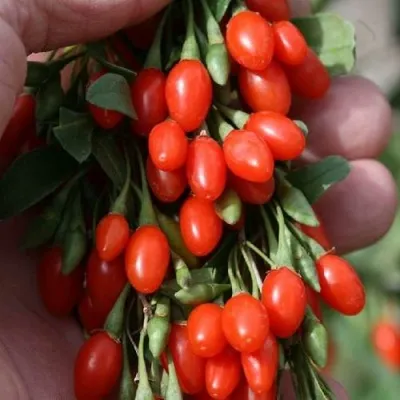 Годжи КОРЕАН БИГ в Набережных Челнах