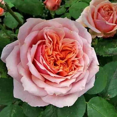 Саженцы роз ПОЛЬ БОКЮЗ шраб  Саженцы роз ПОЛЬ БОКЮЗ шраб в Набережных Челнах