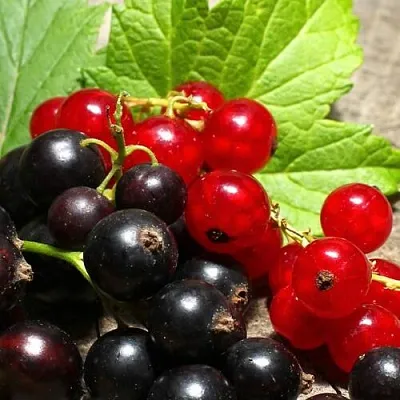 Смородина   Смородина  в Набережных Челнах