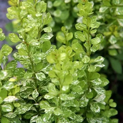 Барбарис ПАУ ВАУ тунберга в Набережных Челнах