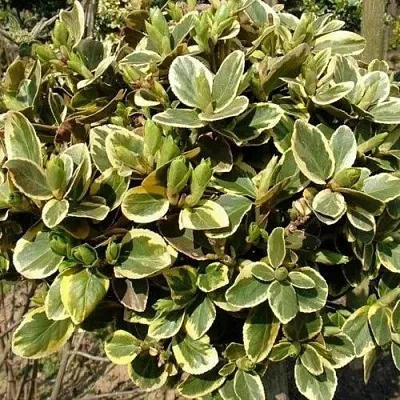 Бересклет КАНАДЕЙЛ ГОЛД   Бересклет КАНАДЕЙЛ ГОЛД  в Набережных Челнах