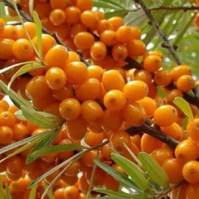 Облепиха ТРОФИМОВСКАЯ  Облепиха ТРОФИМОВСКАЯ в Набережных Челнах