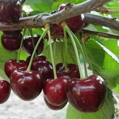 Черешня САММИТ  Черешня САММИТ в Набережных Челнах