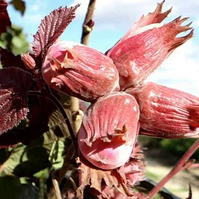 Фундук АЛЫЙ ПАРУС  Фундук АЛЫЙ ПАРУС в Набережных Челнах