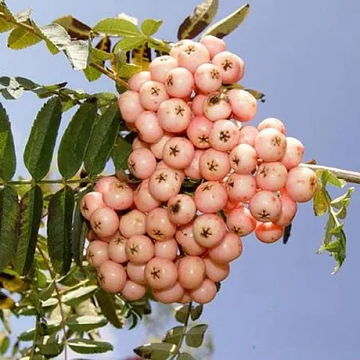 Рябина ПИНК ВЕЙЛ  Рябина ПИНК ВЕЙЛ в Набережных Челнах