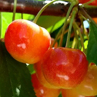 Черешня  Черешня в Набережных Челнах