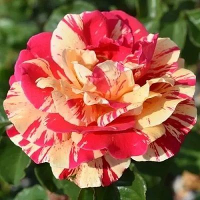 Саженцы роз ВАНИЛЛА ФРАЙЗ плетистая  Саженцы роз ВАНИЛЛА ФРАЙЗ плетистая в Набережных Челнах