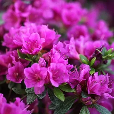 Азалия ХИРОКА японская  Азалия ХИРОКА японская в Набережных Челнах