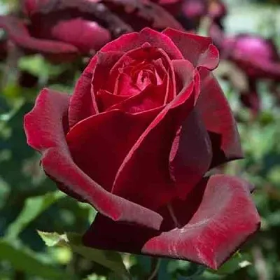 Саженцы роз ПАПА МЕЙЯН чайно-гибридная в Набережных Челнах