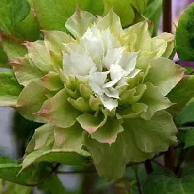 Клематис СЕН-НО-КЕЙЗ в Набережных Челнах