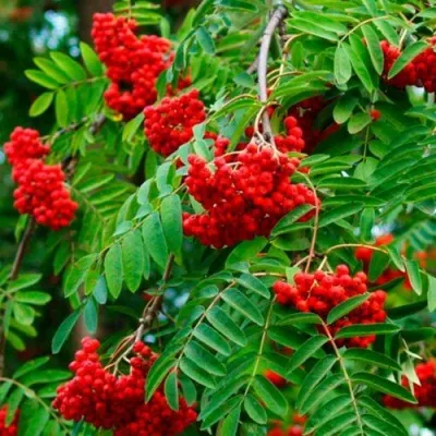 Рябина ПЛАКУЧАЯ сладкоплодная — описание сорта Рябина ПЛАКУЧАЯ сладкоплодная в Набережных Челнах