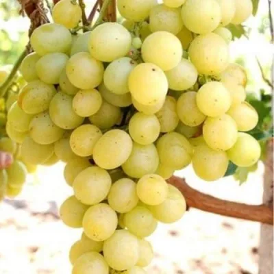 Виноград ТАЛИСМАН в Набережных Челнах