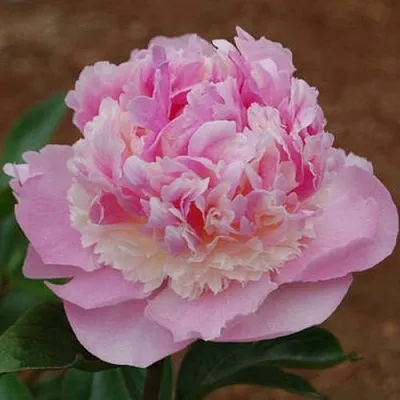 Пион ЭНДЖЕЛ ЧИКС травянистый  Пион ЭНДЖЕЛ ЧИКС травянистый в Набережных Челнах