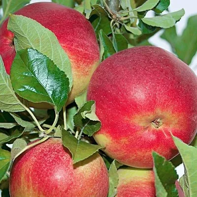 Яблоня СЕНАТОР колонновидная в Набережных Челнах