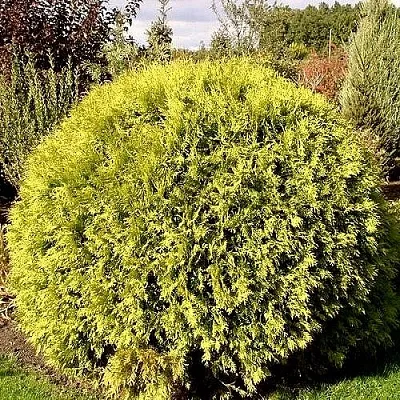 Туя ГЛОБОЗА АУРЕА западная в Набережных Челнах