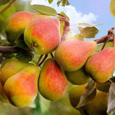 Груша ЗАБАВА в Набережных Челнах