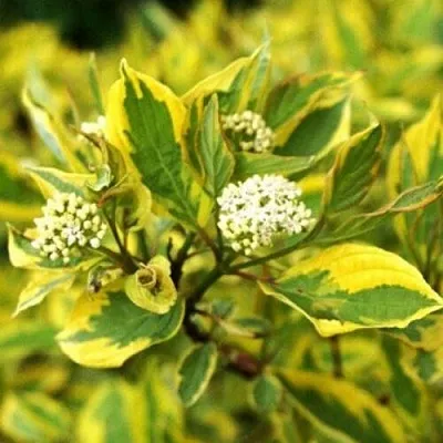 Дерен  Дерен в Набережных Челнах