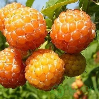 Малина КУМБЕРЛЕНД желтая  Малина КУМБЕРЛЕНД желтая в Набережных Челнах