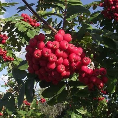 Рябина МОРАВСКАЯ сладкоплодная — описание сорта Рябина МОРАВСКАЯ сладкоплодная в Набережных Челнах