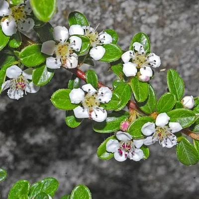 Кизильник ТАНГСТЕДТ горизонтальный   Кизильник ТАНГСТЕДТ горизонтальный  в Набережных Челнах