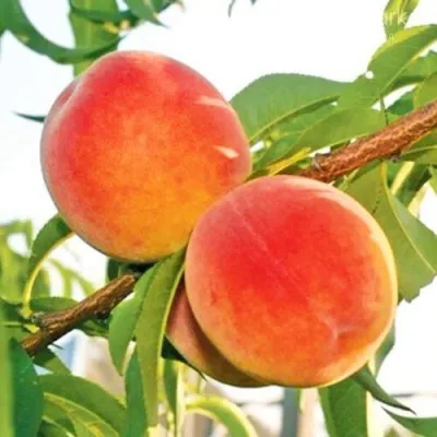 Персик ОНТАРИО — описание сорта Персик ОНТАРИО в Набережных Челнах