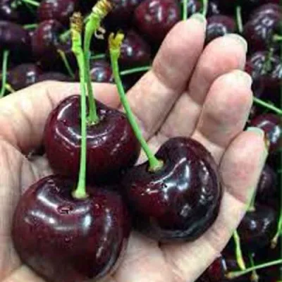 Черешня НАПОЛЕОН — описание сорта Черешня НАПОЛЕОН в Набережных Челнах