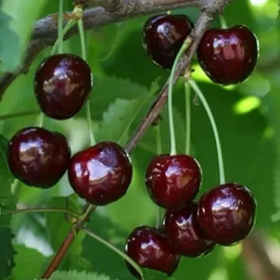 Черешня НАРОДНАЯ  Черешня НАРОДНАЯ в Набережных Челнах