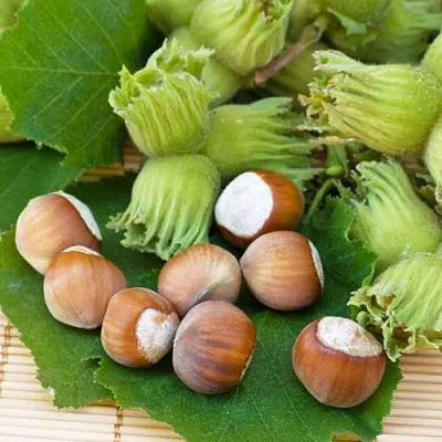 Фундук КРЕПКИЙ ОРЕШЕК  Фундук КРЕПКИЙ ОРЕШЕК в Набережных Челнах