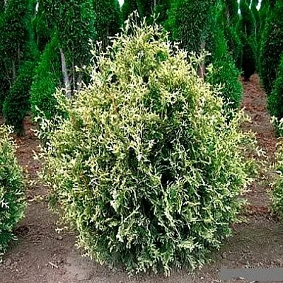 Туя ГОЛД ПЕРЛ западная в Набережных Челнах