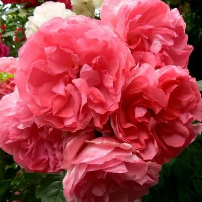 Саженцы роз РОЗАРИУМ ЮТЕРСОН плетистая в Набережных Челнах