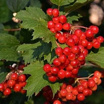 Калина  Калина в Набережных Челнах