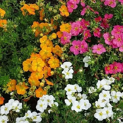 Лапчатка  Лапчатка в Набережных Челнах