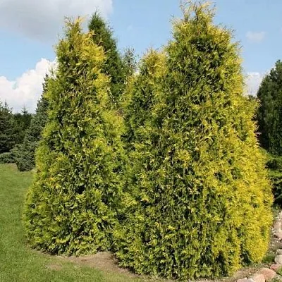 Туя АУРЕОСПИКАТА западная в Набережных Челнах