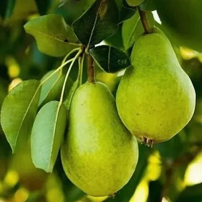 Груша СЕВЕРЯНКА колонновидная  Груша СЕВЕРЯНКА колонновидная в Набережных Челнах