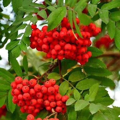 Рябина ОБЫКНОВЕННАЯ  Рябина ОБЫКНОВЕННАЯ в Набережных Челнах