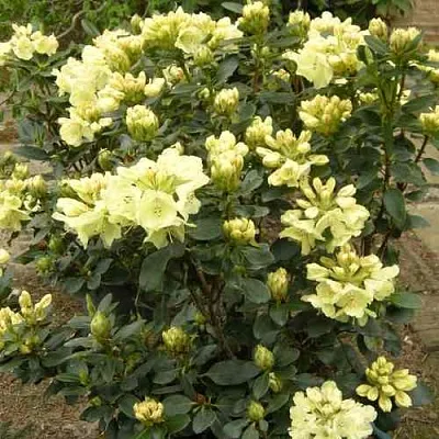 Рододендрон ГОЛДКРОН в Набережных Челнах