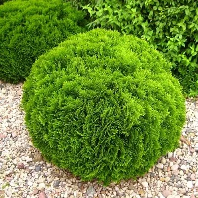 Туя ДАНИКА западная в Набережных Челнах