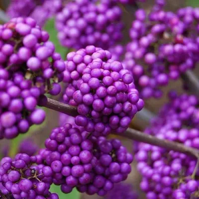 Красивоплодник  Красивоплодник в Набережных Челнах