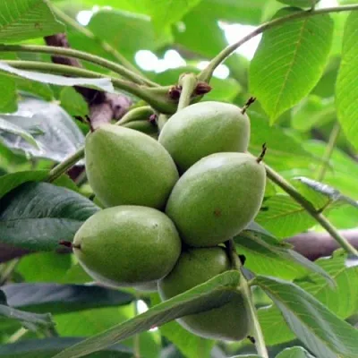 Орех маньчжурский МИЧУРИНЕЦ  Орех маньчжурский МИЧУРИНЕЦ в Набережных Челнах