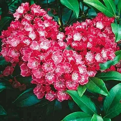 Кальмия КАРДИНАЛ в Набережных Челнах