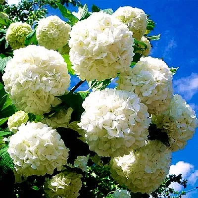 Калина БУЛЬДЕНЕЖ  Калина БУЛЬДЕНЕЖ в Набережных Челнах