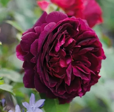 Саженцы роз МАНСТЕД ВУД английская  Саженцы роз МАНСТЕД ВУД английская в Набережных Челнах