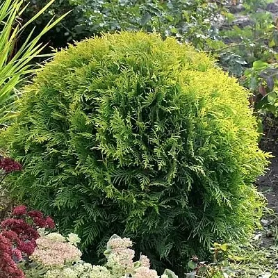 Туя ЕЛЛОУ ГЛОБ западная в Набережных Челнах