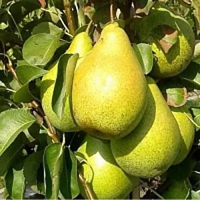 Груша ПАТЕН (ГЛУБОКСКАЯ) в Набережных Челнах