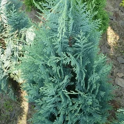 Кипарисовик КОЛУМНАРИС лавсона  Кипарисовик КОЛУМНАРИС лавсона в Набережных Челнах