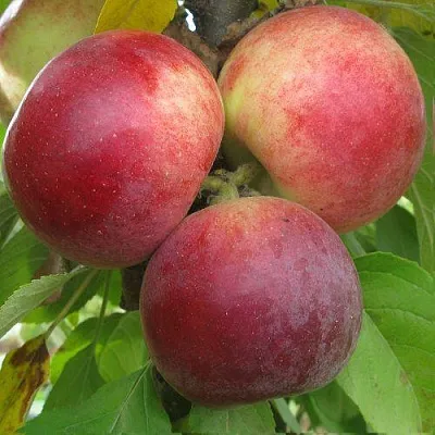 Яблоня БАЛЕРИНА ФЛАМЕНКО колонновидная в Набережных Челнах